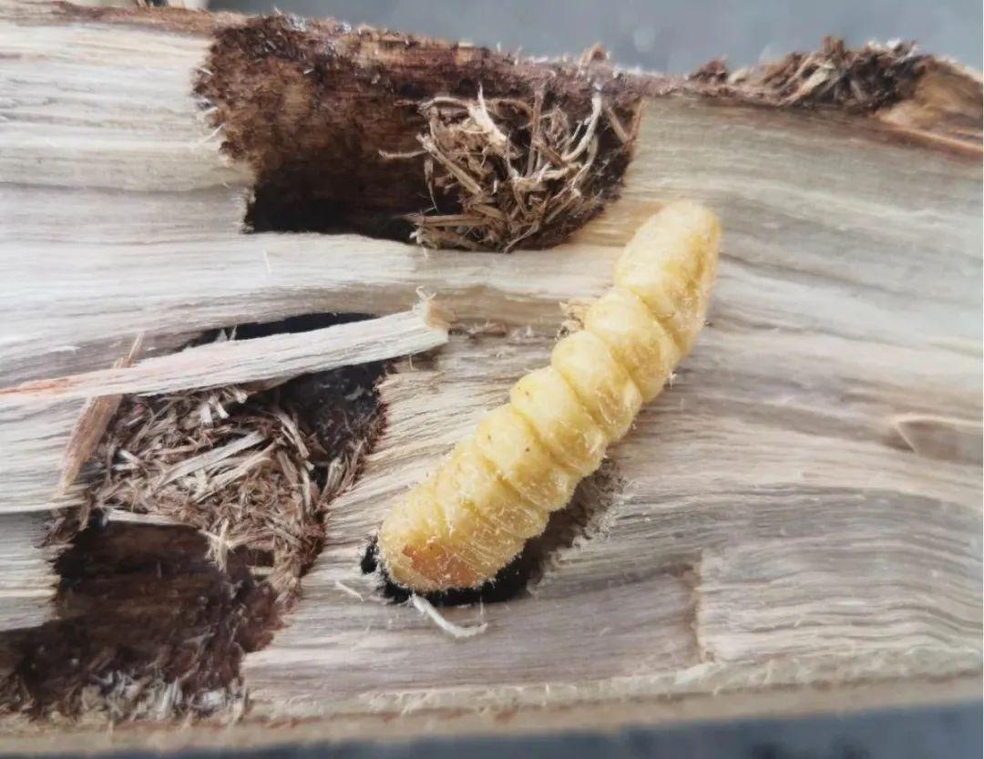 石河子市林检局重拳出击02打击非法调运行为