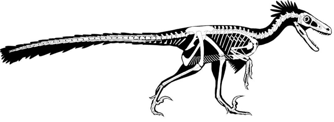 6700万年前的这种有羽恐龙可能是最后的迅猛龙