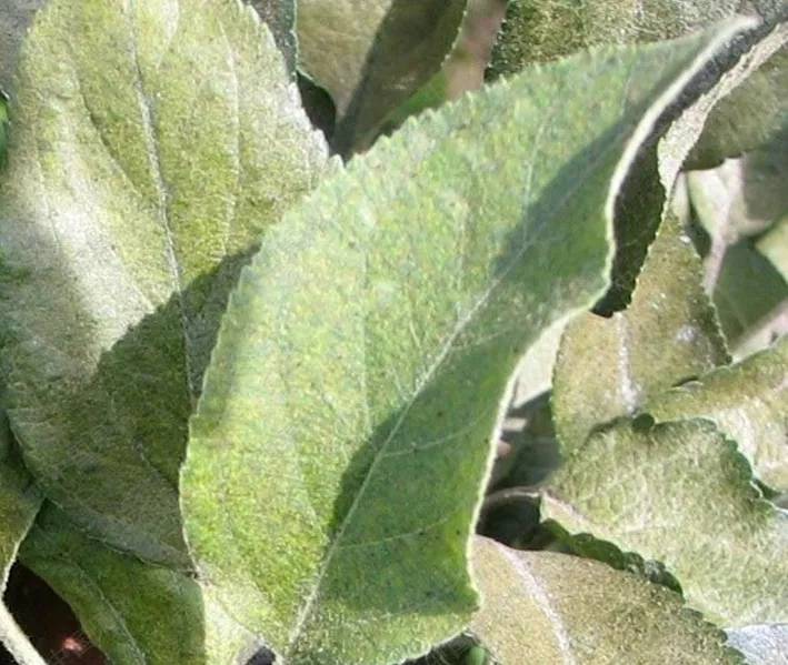 苹果园主要害螨的诊断与防治实用技术苹果全爪螨