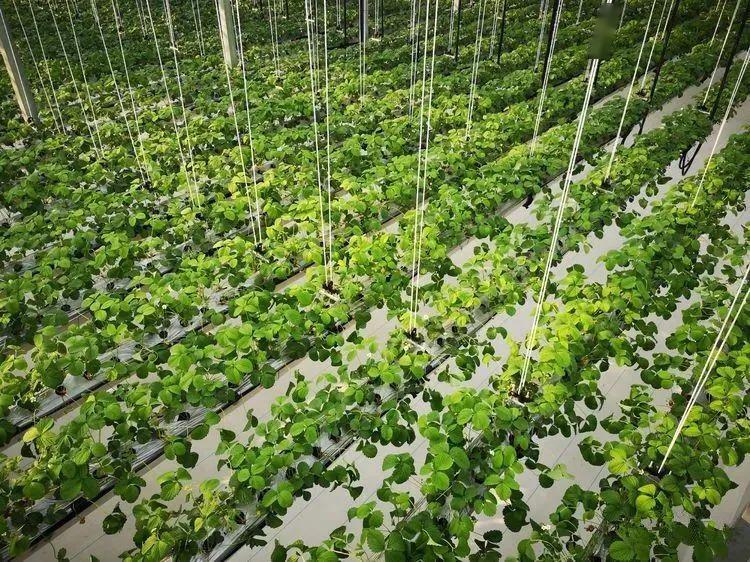 我的新家在夏邑,是全国最先进采用空中无土化种植的草莓园
