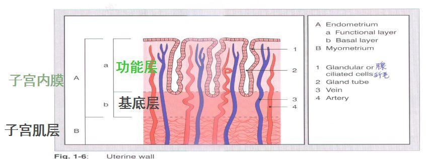 子宫内膜分层图解图片