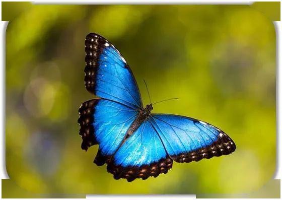 世界上最美的八大蝴蝶之一蓝闪蝶