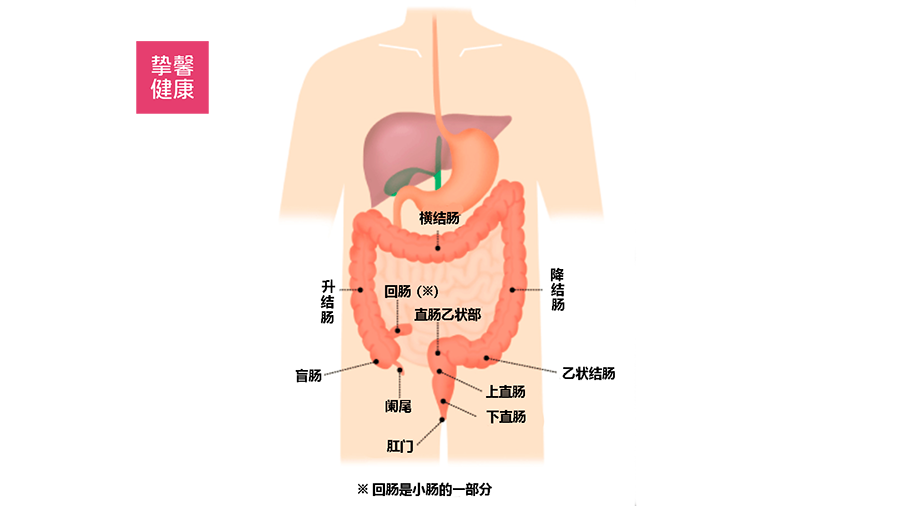 大肠可分为几个部分:起始位置的盲肠,盲肠向上方向的升结肠,横过来的