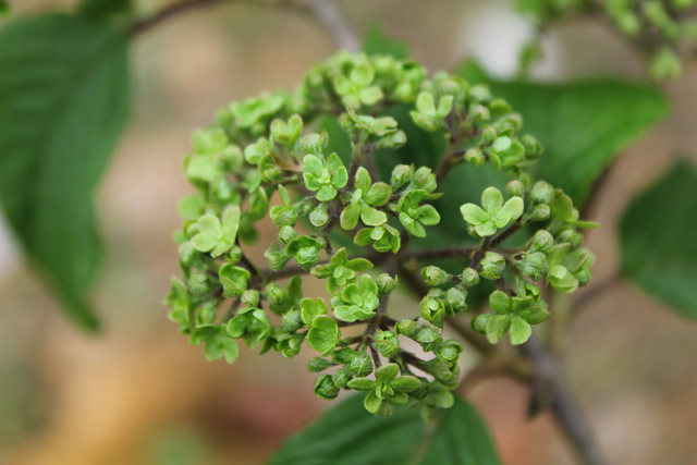 春天来了荚蒾花开了成都市植物园等你来赏花
