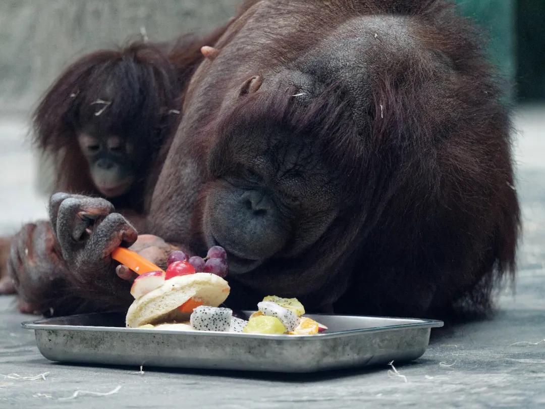 红猩猩宝宝炸毛1周岁啦ta的大名你来定