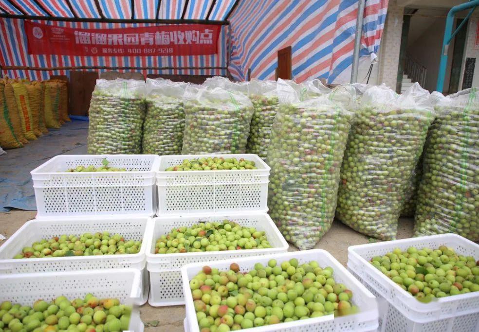 为了促进青梅收购工作顺利开展,2020年青梅收购季,采购中心将深化产地
