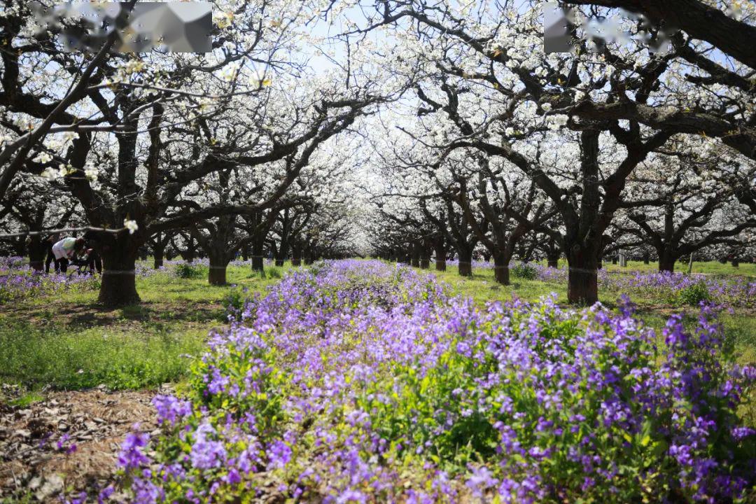2020年丰县梨花节剧透来了!高清美图,带你先睹为快!