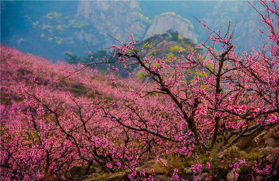 花花世界迷人眼臨朐嵩山的春天實在是太治癒了好客山東遊我助力