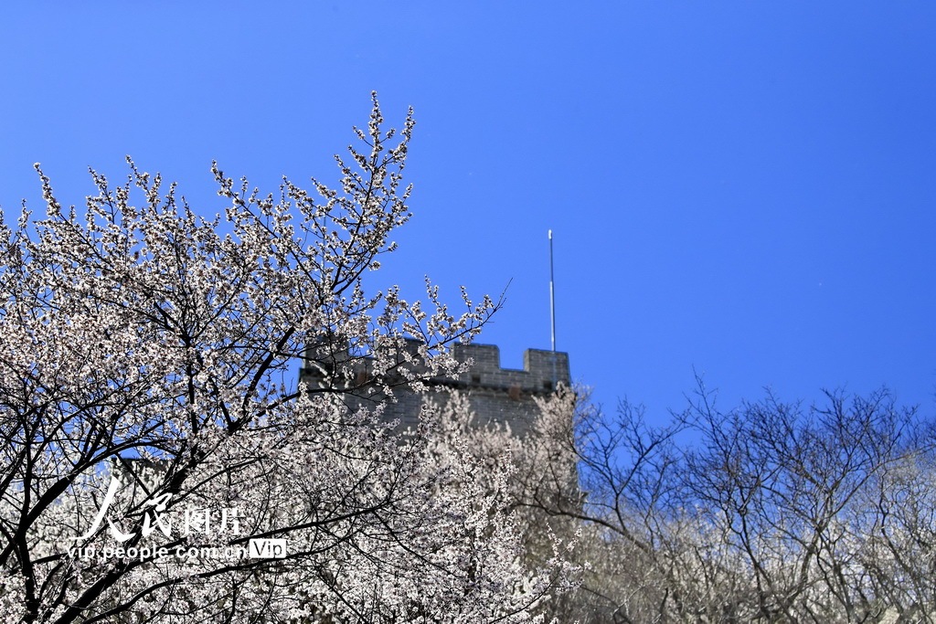 2020年3月27日,北京居庸關長城,藍天如洗,山花漫爛,古老的長城巍峨