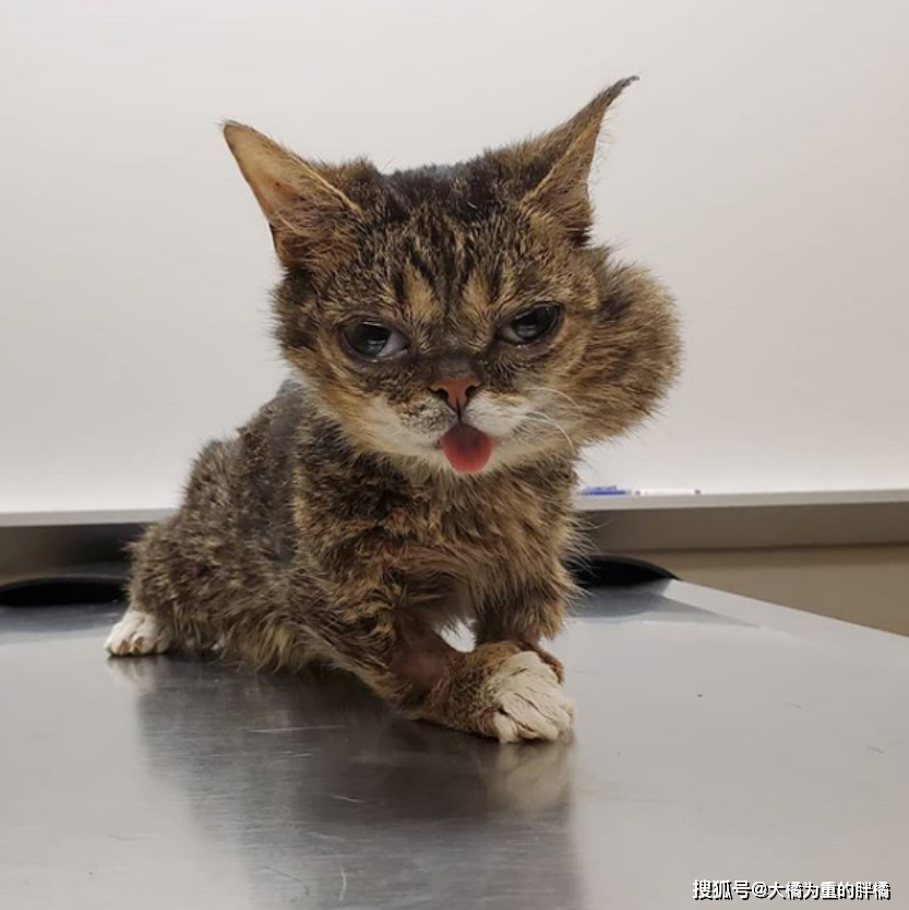 小猫因病被猫妈妈遗弃,与病魔斗争8年,因此还收获了上百万粉丝_巴布