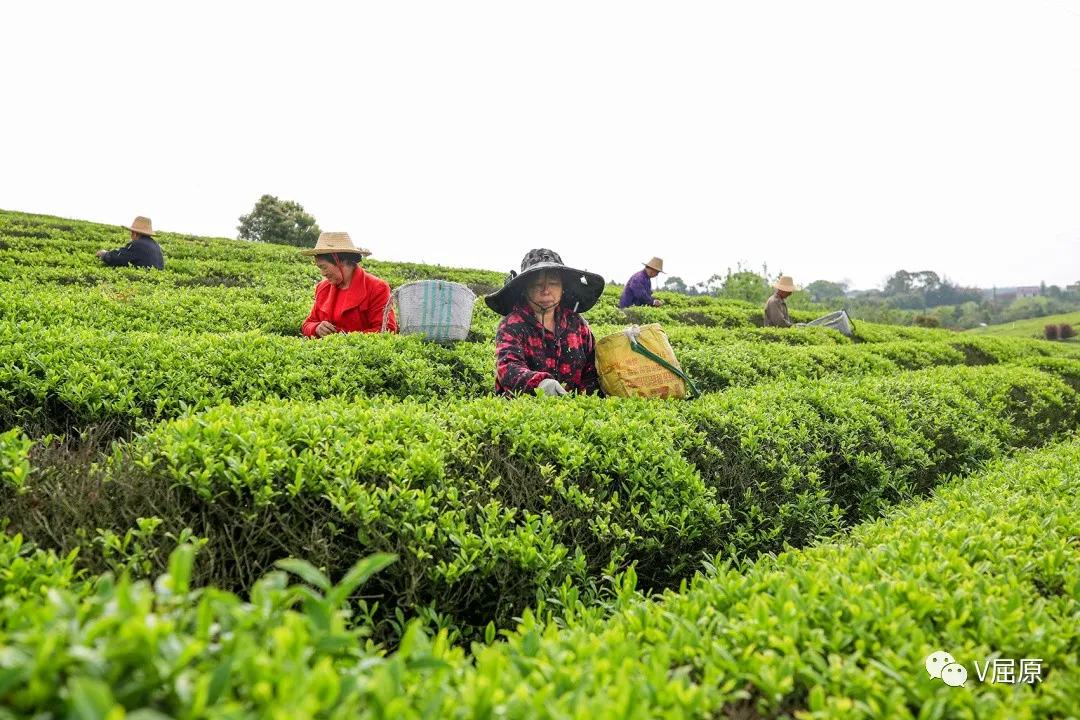 奮進岳陽屈原管理區不負春光采茶忙