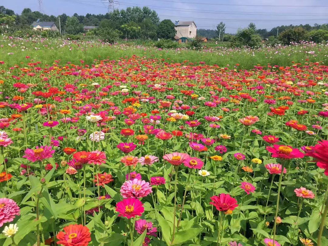 点军区土城乡从田间到餐桌助力脱贫攻坚