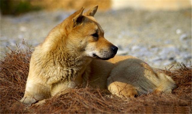 童年记忆中的大黄狗，它真的越来越少了 _主人