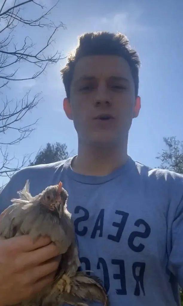 买不到鸡蛋咋办荷兰弟买母鸡啊