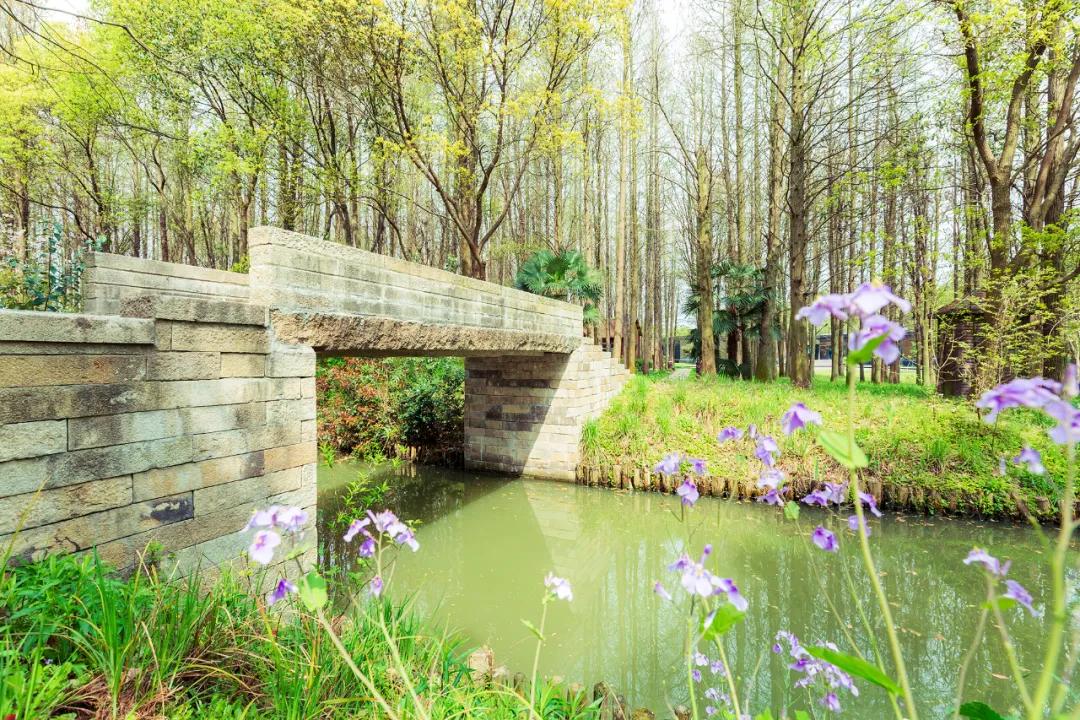 春光不负韶华,去同里国家湿地公园,洗心,洗肺,洗凡尘_森林