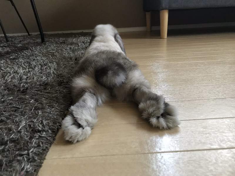 兔子没有肉球的理由取而代之毛茸茸的脚底也一样可爱