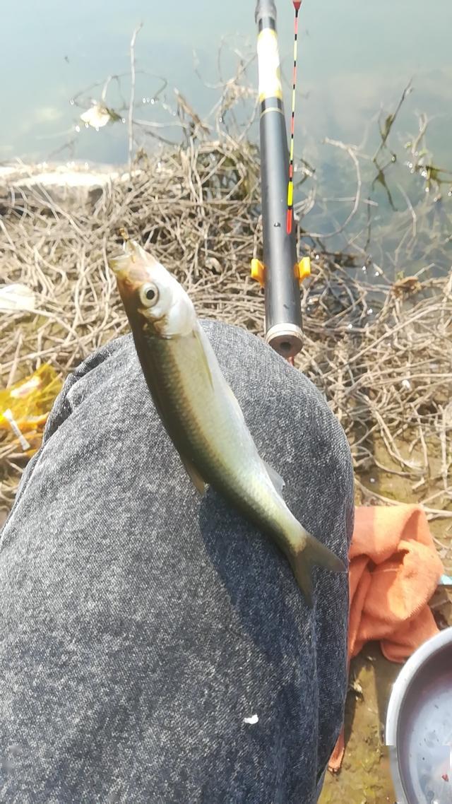 自制饵料创意冷冻爆炸饵主攻巨物的利器