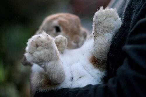 兔子没有肉球的理由取而代之毛茸茸的脚底也一样可爱