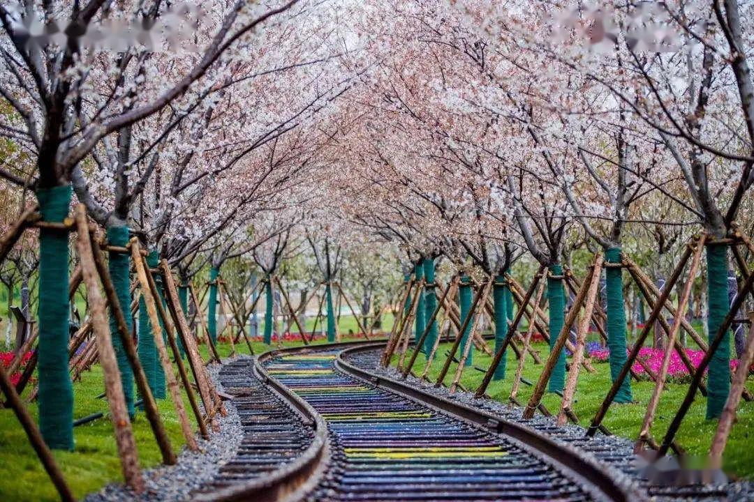 大洋湾樱花节开幕啦