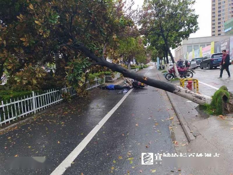 惨梅溪路一男子骑车猛撞上大树附图
