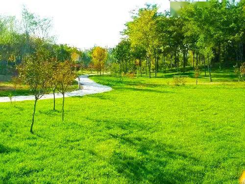 海淀公园中心草坪封闭养护想放风筝还可以去这里