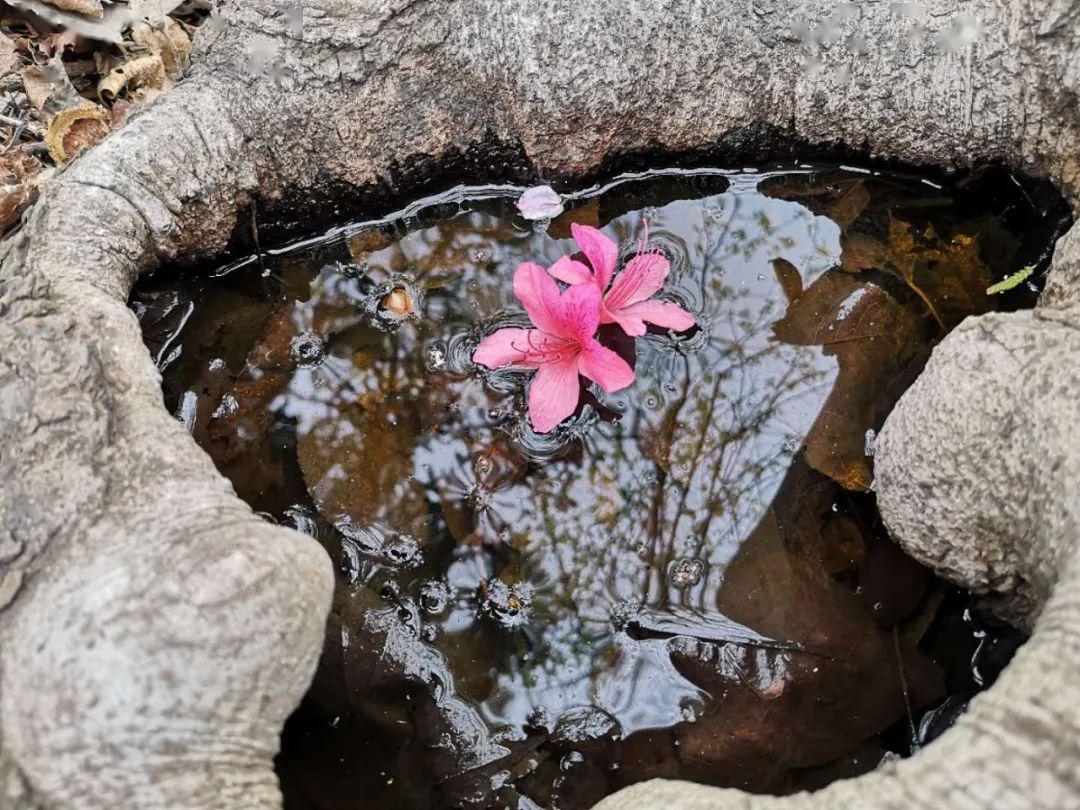 发现金寨|青山镇汤店村发现野生杜鹃"映山蓝"!