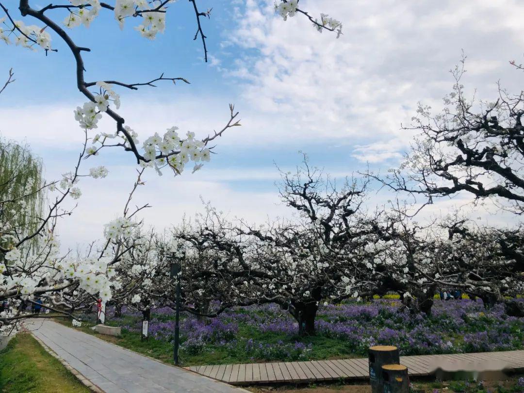 梨花已开放砀山万顷花海迎来最佳观赏期