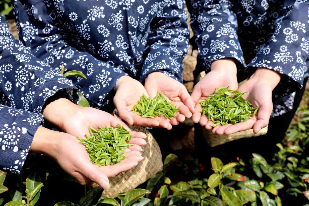复工复产| 山东头采,蒙山龙雾天然明前茶领鲜上市_沂蒙