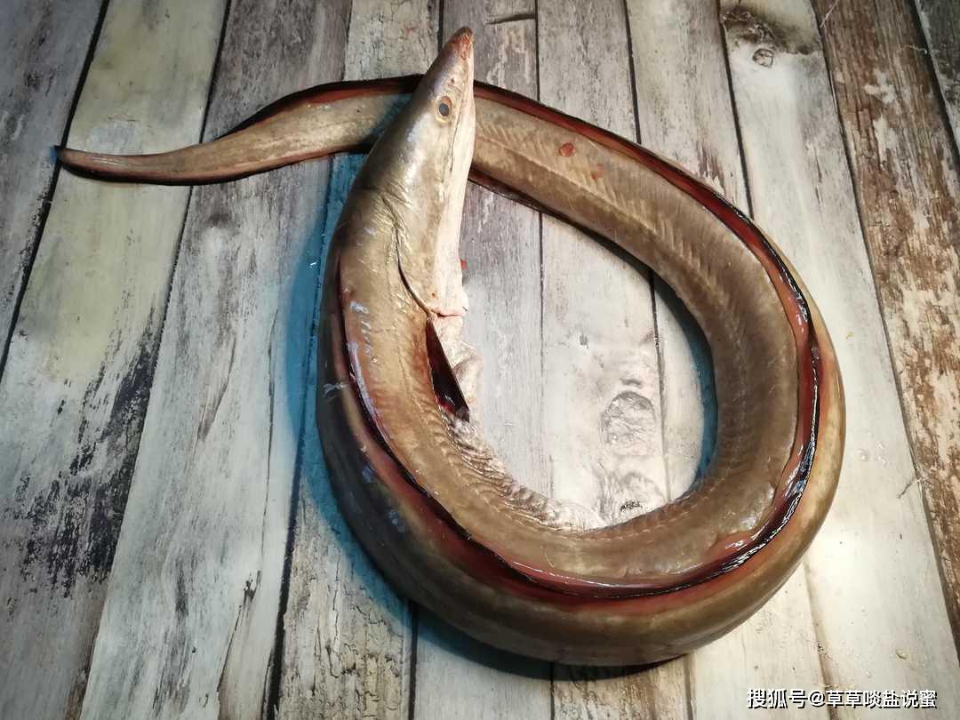 海鳗最经典的吃法,当属炸糟鳗,没有其他