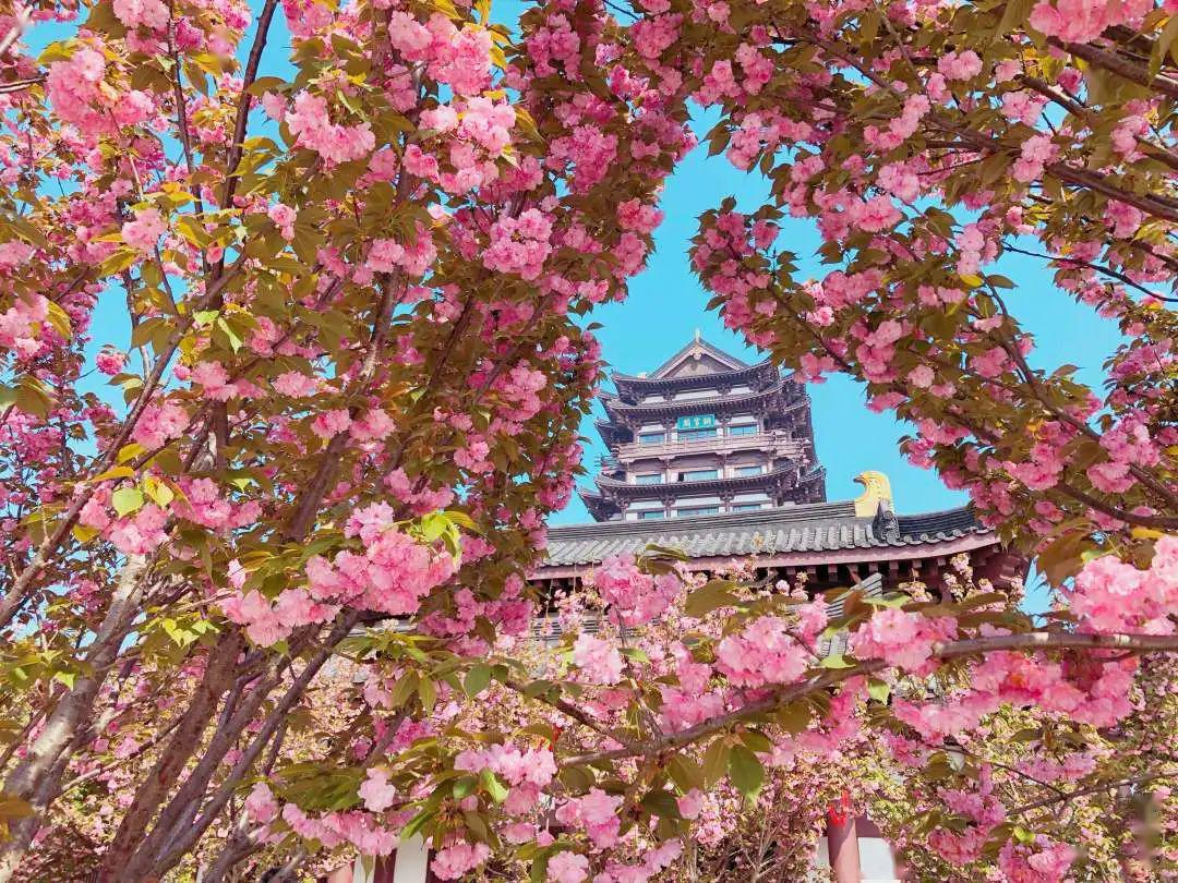 「网红景点」铜官窑古镇的近100株樱花竞相开放近日气温回升一个转身