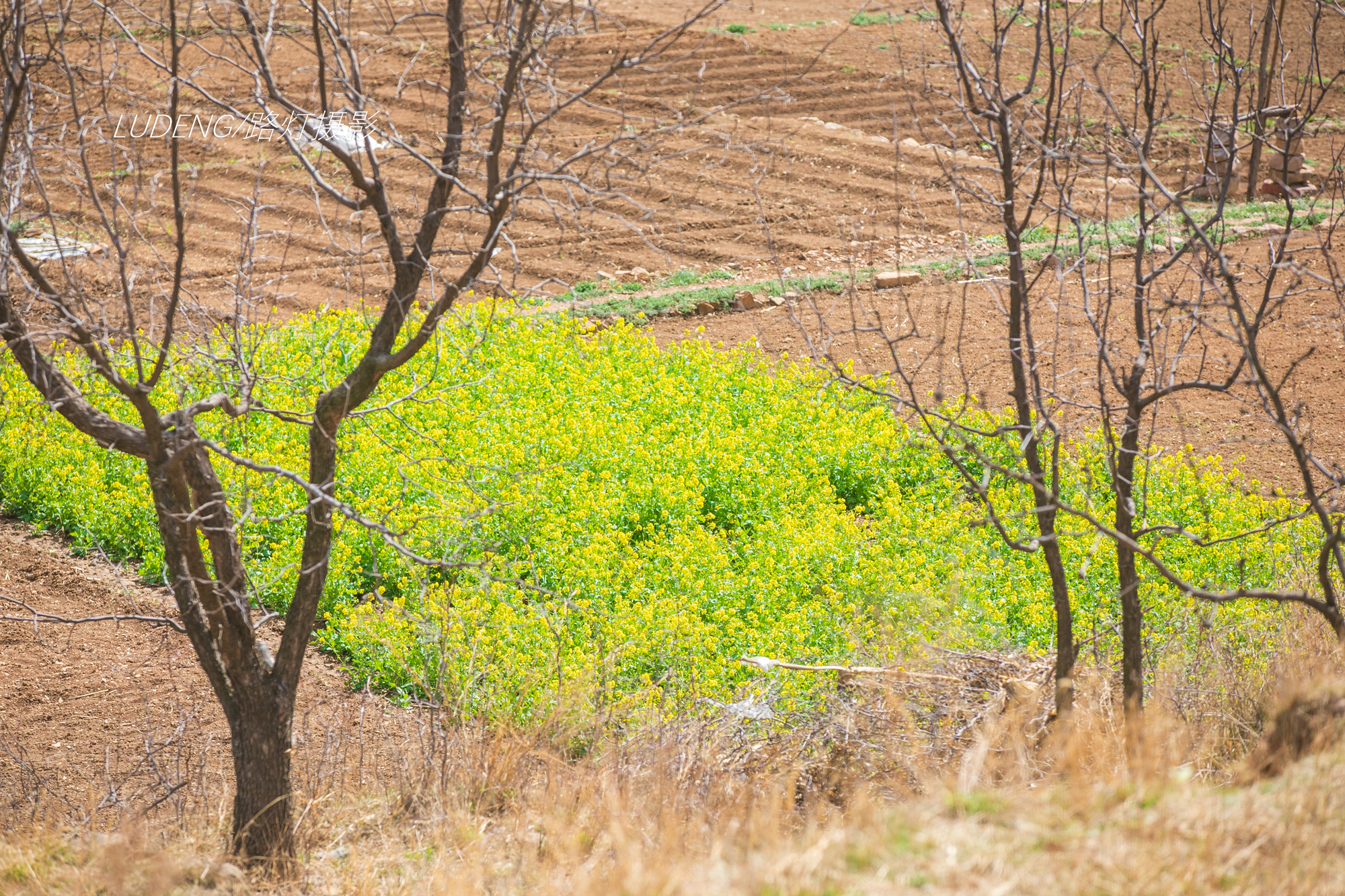 原创北方小山沟的春天路边油菜花开得正好恍惚到了江南