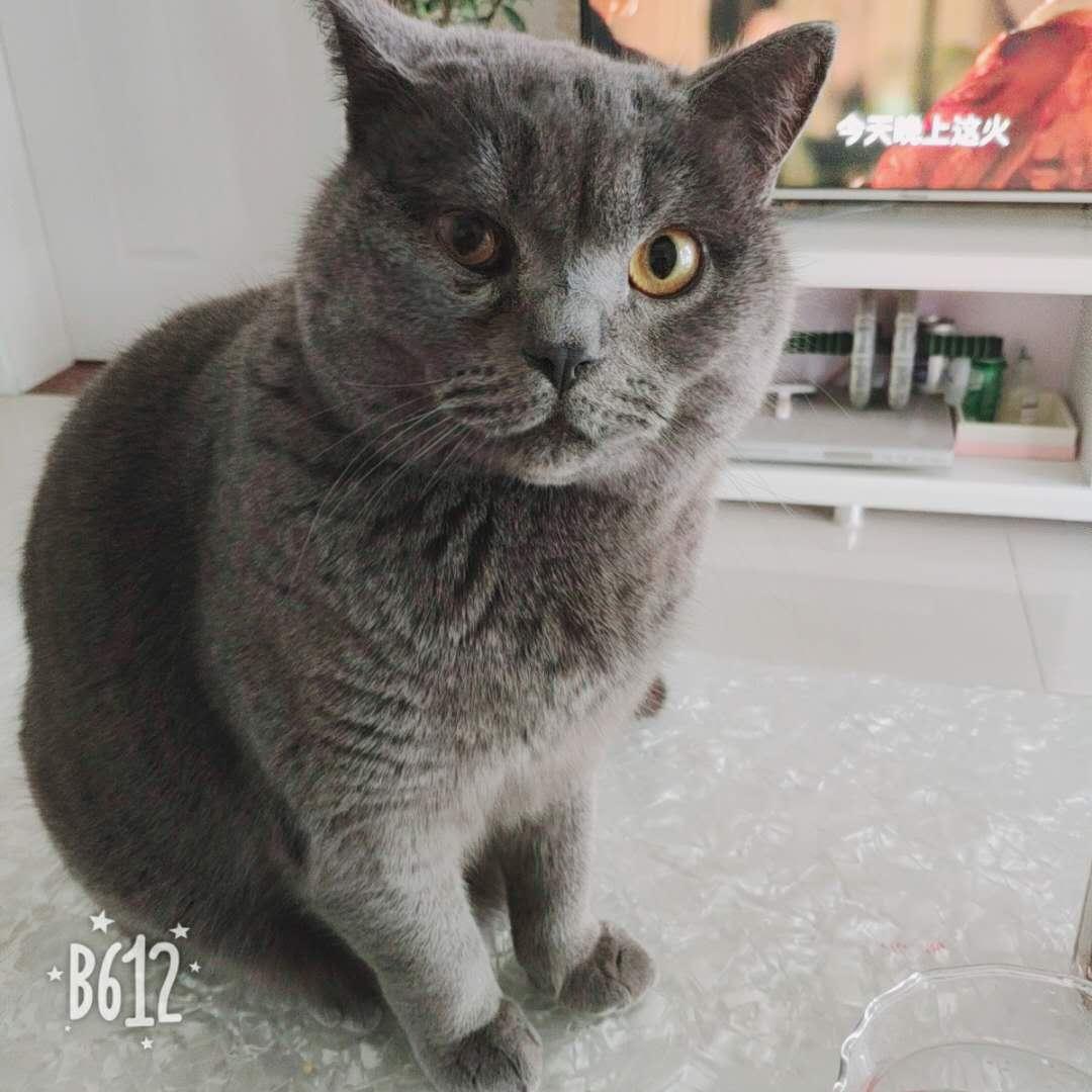 安徽省巢湖市弘宇雍景湾寻找灰蓝色公英国短毛猫