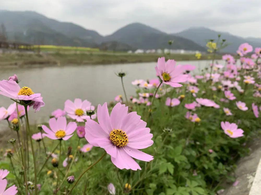 远远观望,满眼美景一大片粉色花海如梦如幻波斯菊花开两岸在曹村