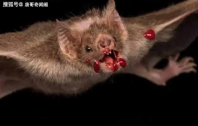 世界上最恐怖老鼠,吸食完人类血液后,再变成蝙蝠飞走