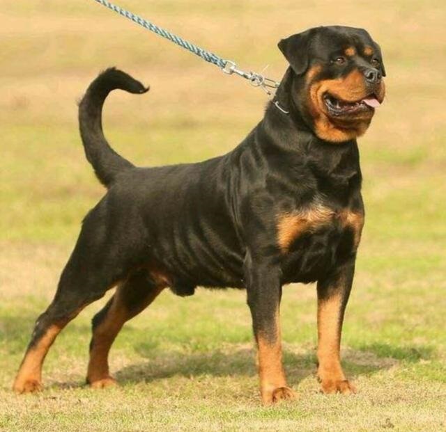 原创罗威纳犬的铁包金形态看着就倾心漂亮威武
