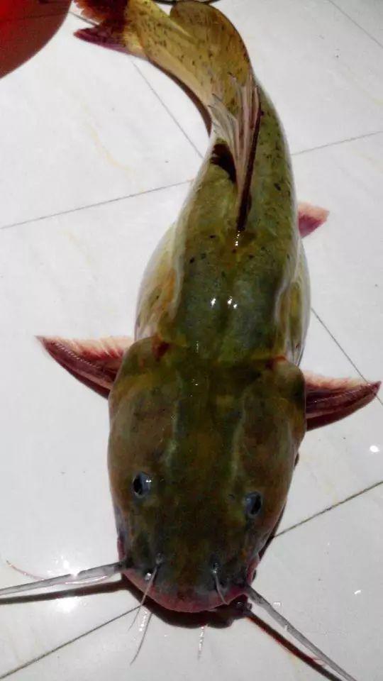 钓上的鱼身上如黑芝麻被誉为四大名鱼之一