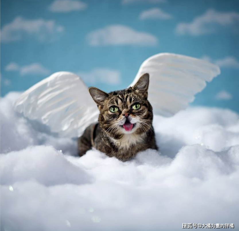 小猫因病被猫妈妈遗弃,与病魔斗争8年,因此还收获了上百万粉丝_巴布