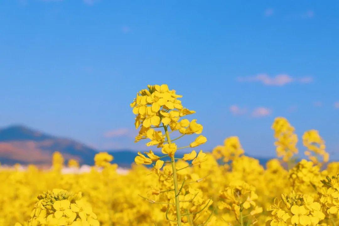 春暖花開奔你而來