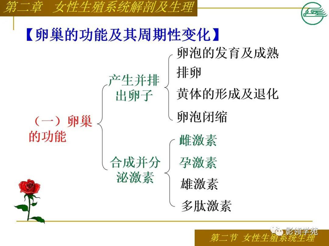 女性生殖系統解剖及生理