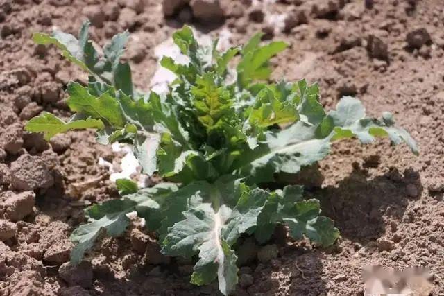 禁种铲毒走近罂粟如何分辨罂粟罂粟苗的识别