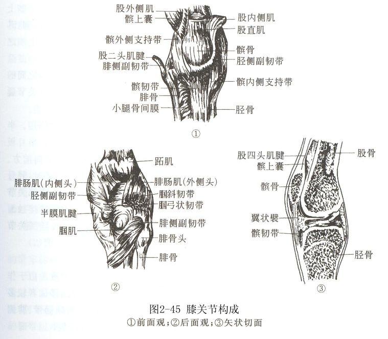 主动运动膝关节是人体中负重大,运动量大的关节,主要为屈戌关节,可