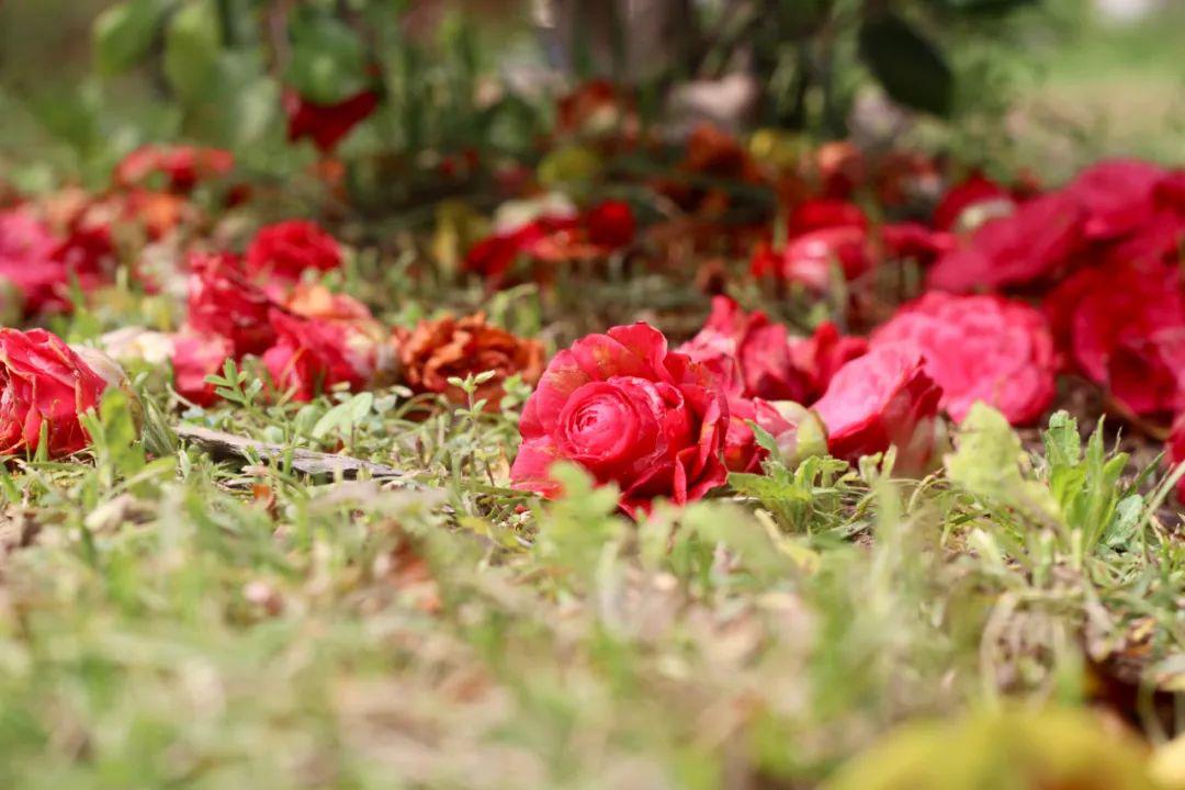 拾一地落花染一片春天