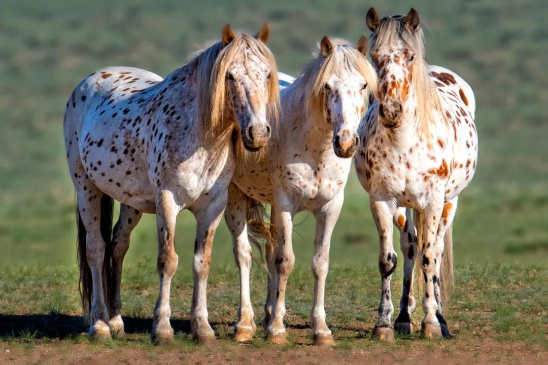 神奇色彩的蒙古斑点马,它们和乌珠穆沁白马,阿巴嘎黑马一样尊贵