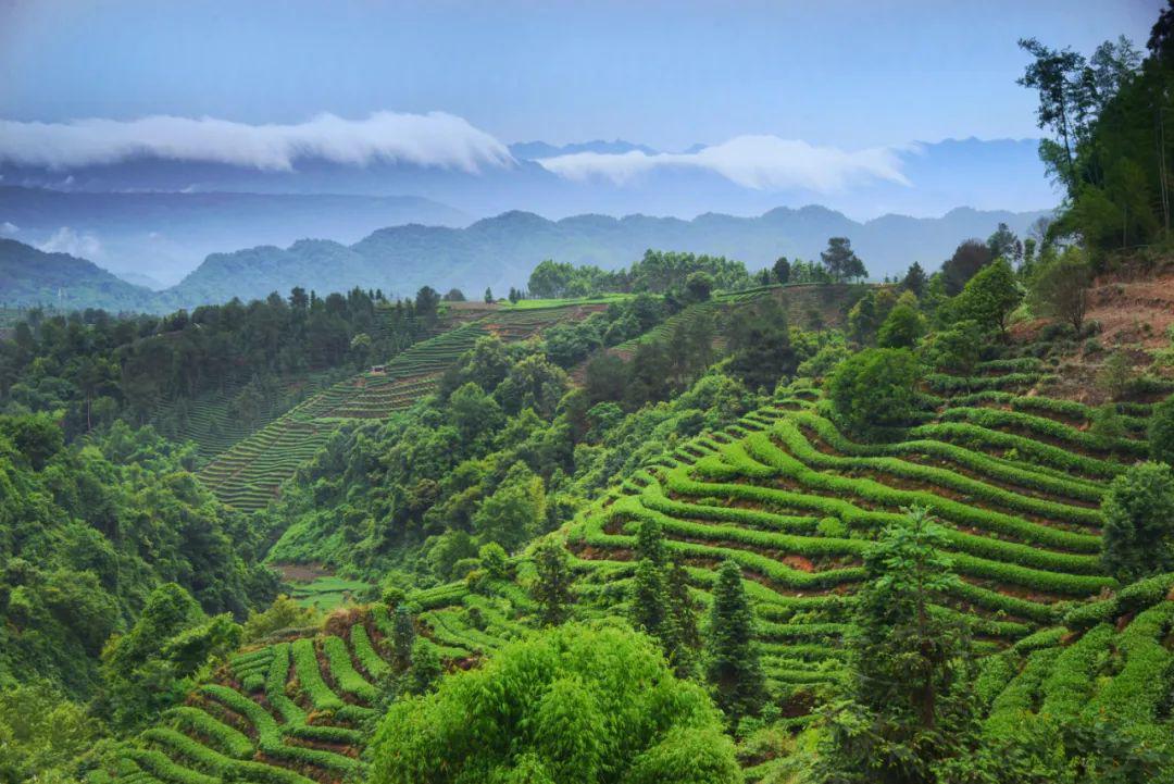 采风蒙顶山国家茶叶公园和中国至美茶园绿道等活动大家要持续关注噢