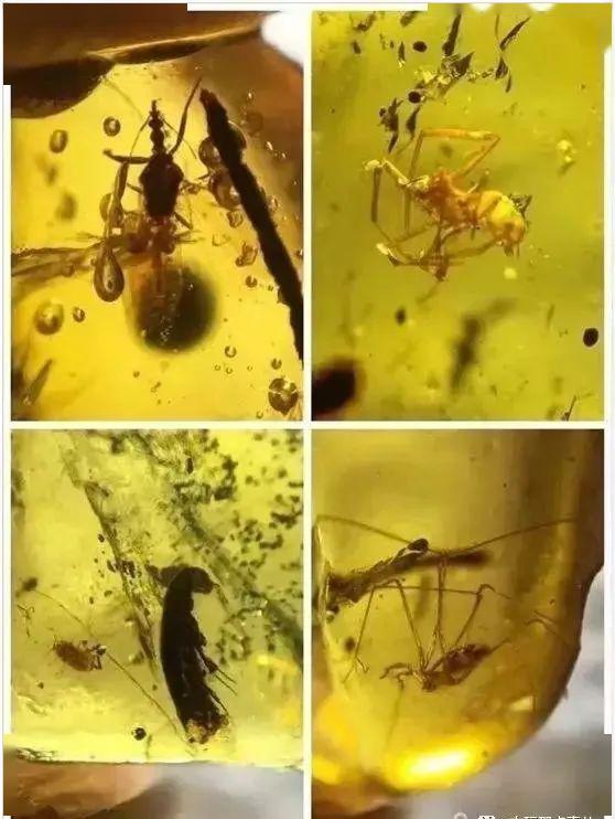 真假虫珀对比你不知道的小秘密
