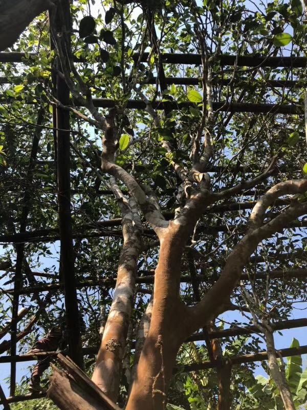 曼松贡茶普洱茶保存的技巧