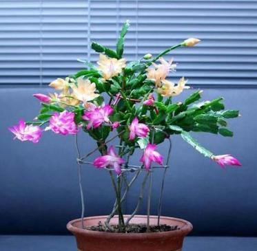 叶仙是个好东西养护简单用处多还能开满小花朵