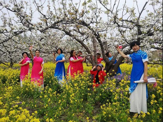 【欣赏】雄安有景梨花湾,岁岁年年花映天_雄县