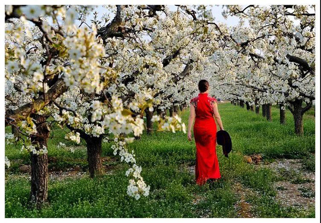 【欣赏】雄安有景梨花湾,岁岁年年花映天_雄县