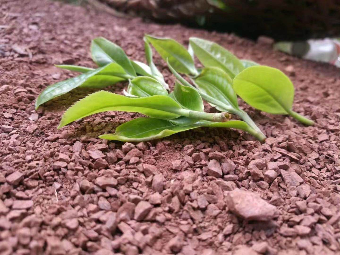 曼松贡茶普洱茶保存的技巧